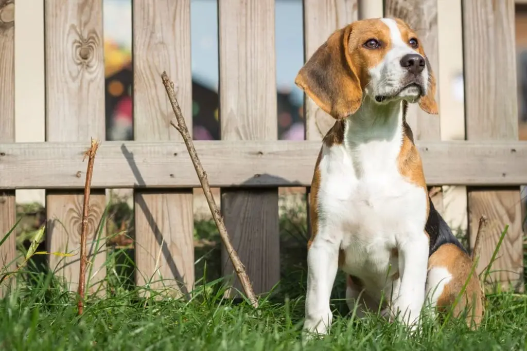 Anti Dig Fence: How To Keep Dogs From Digging Under Fence
