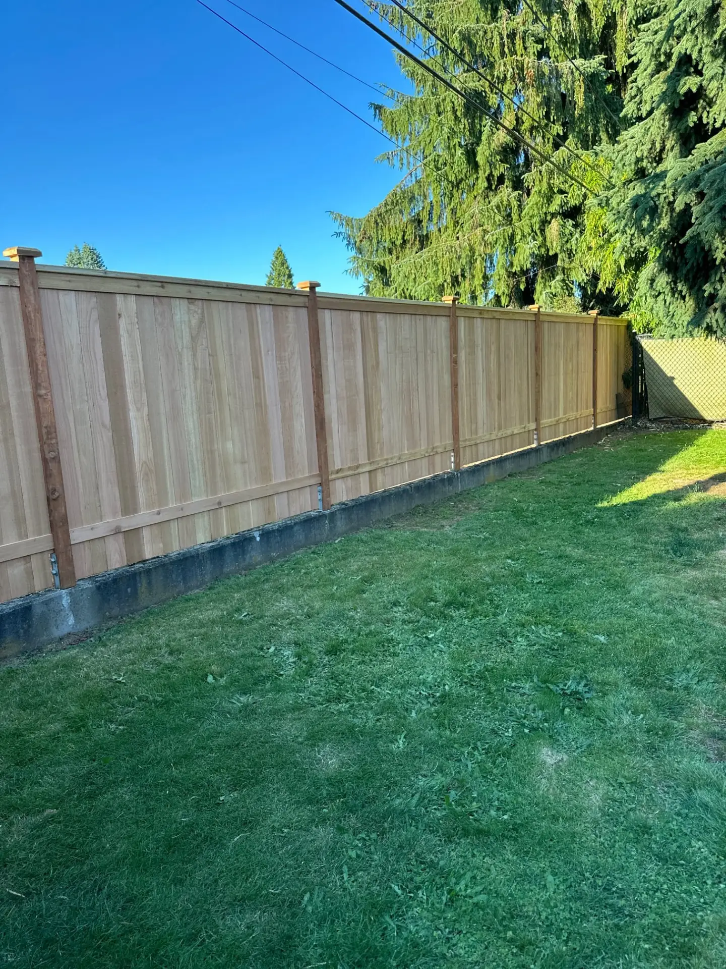 A new light wood privacy fence mounted on a concrete wall in a grassy yard near large evergreen trees under a blue sky.