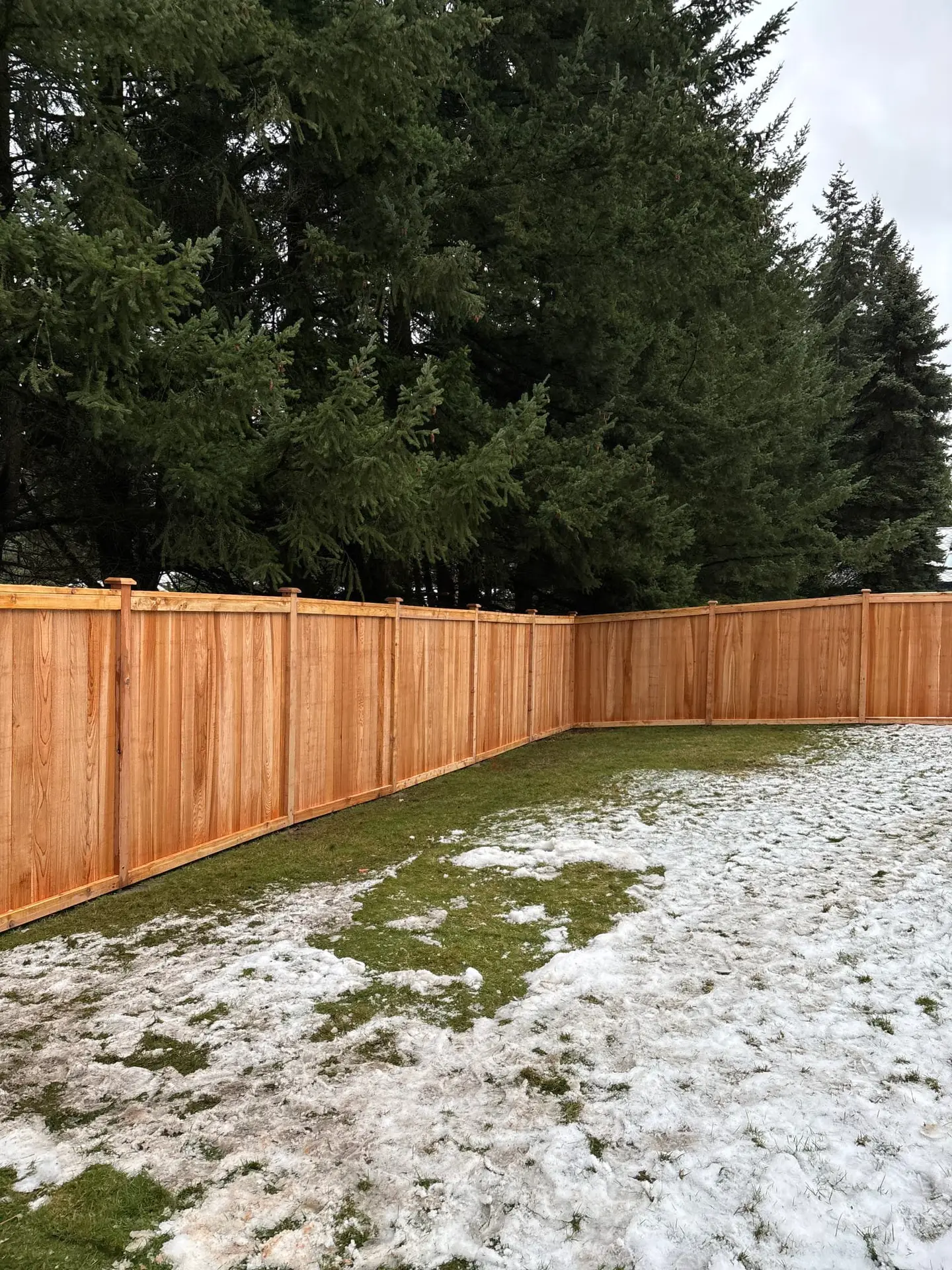 Newly installed cedar wood privacy fence framing a backyard corner with tall pine trees in the background.