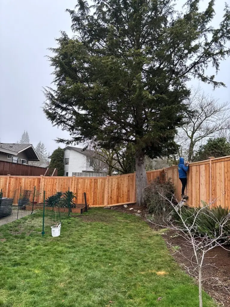 Worker installing a new cedar privacy fence along a backyard perimeter under a large pine tree.